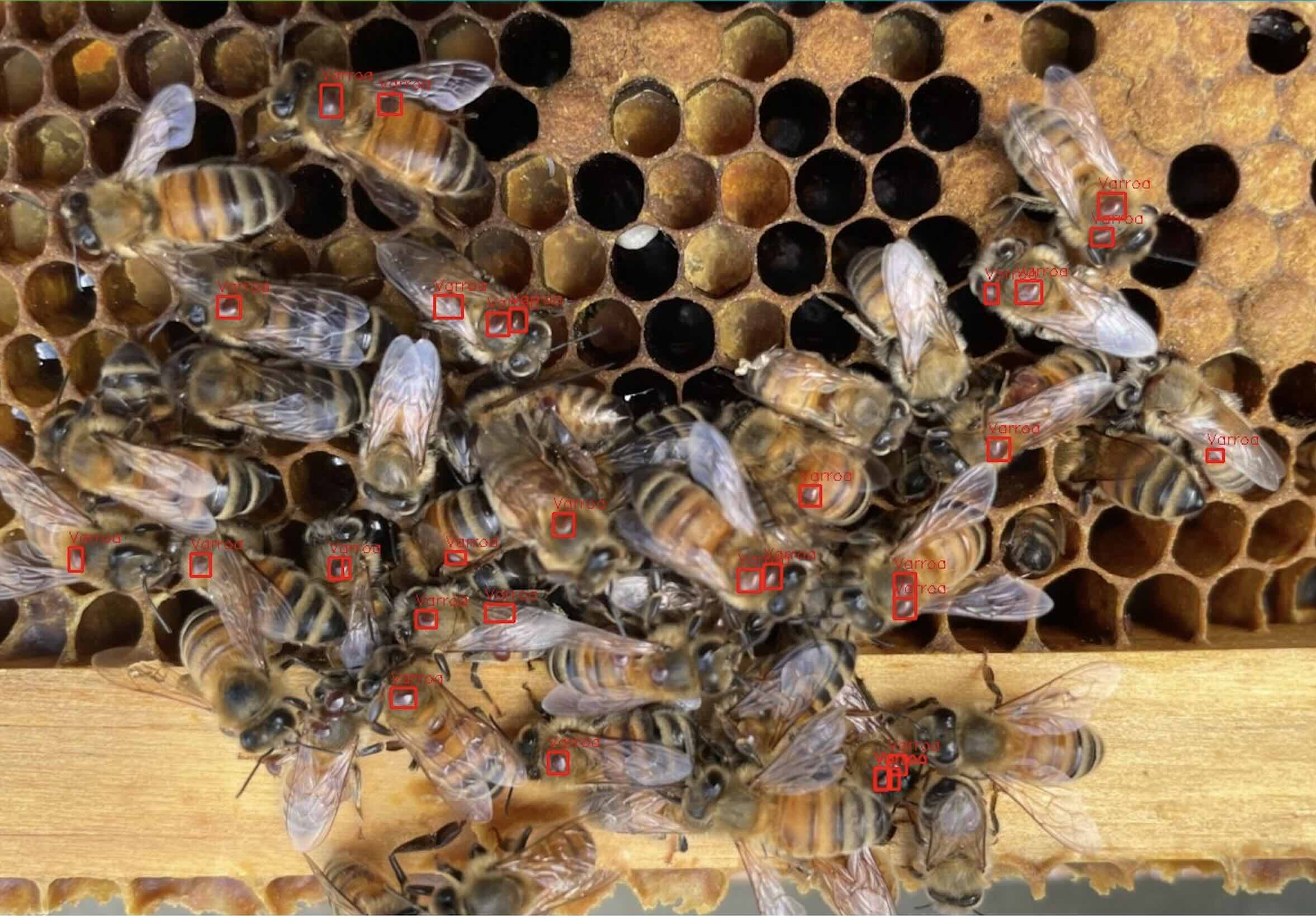 Yapay Zeka Destekli Biyoakustik Analiz